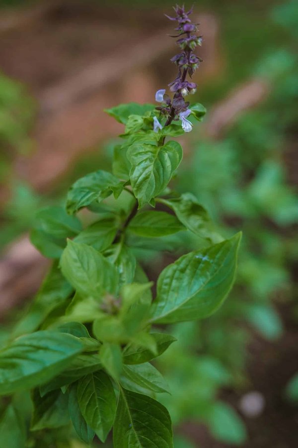 Overcoming Obstacles: The Journey to Creating Zero-Carbon Homes in Northern UK Regions